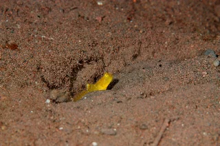 「ギンガハゼ(Banded shrimp goby)」のサムネイル画像