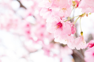 「ヨコハマヒザクラ(横浜緋桜)」のサムネイル画像