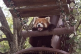 「レッサーパンダ」のサムネイル画像