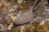 「謎生物」のサムネイル画像