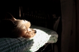 「ヨークシャー・テリア(Yorkshire Terrier)」のサムネイル画像
