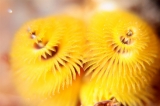 「イバラカンザシ(Christmas tree worm)」のサムネイル画像