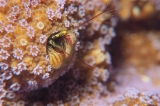 「カンザシヤドカリ(Coral Hermit Crab)」のサムネイル画像