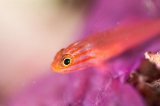 「レッドラインピグミーゴビー(Stripehead dwarfgoby,redline pygmy-goby)」のサムネイル画像