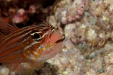 「キンセンイシモチ(Southern orange-lined cardinal fish)」のサムネイル画像