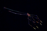 「オルトマンワラエビ(Ortmann's spider-crab)」のサムネイル画像
