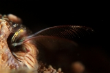 「カンザシヤドカリ(Coral Hermit Crab)」のサムネイル画像