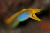 「ハナヒゲウツボ(blue ribbon eel)」のサムネイル画像