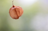 「風船蔓(フウセンカズラ)」のサムネイル画像
