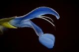 「Sarah Raven's Salvia Deep Blue」のサムネイル画像