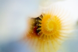 「イバラカンザシ(Christmas tree worm)」のサムネイル画像