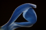 「Sarah Raven's Salvia Deep Blue」のサムネイル画像