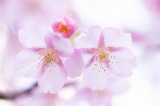 「カワヅザクラ(河津桜)」のサムネイル画像