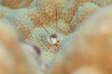 「カンザシヤドカリ(Coral Hermit Crab)」のサムネイル画像