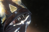 「アマノガワテンジクダイ(バンガイ・カーディナルフィッシュ,banggai cardinalfish)」のサムネイル画像
