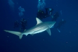 「カマストガリザメ(Blacktip shark)」のサムネイル画像