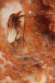 「カンザシヤドカリ(Coral Hermit Crab)」のサムネイル画像