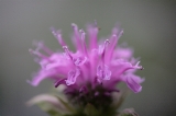 「ベルガモット(Bergamot,モナルダ・ディディマ)」のサムネイル画像