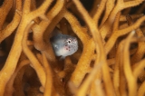 「イチモンジコバンハゼ」のサムネイル画像