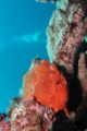 「オオモンイザリウオ(Giant frogfish,オオモンカエルアンコウ)」のサムネイル画像