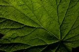 「植物の仲間」のサムネイル画像