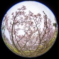 「チシマザクラ(千島桜)」のサムネイル画像