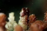 「ジャパニーズピグミーシーホース(japanese pygmy seahorse)」のサムネイル画像