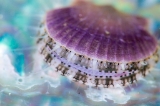 「ホタテガイ」のサムネイル画像