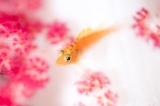 「オキゴンベ(yellow hawkfish)」のサムネイル画像