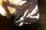 「アマノガワテンジクダイ(バンガイ・カーディナルフィッシュ,banggai cardinalfish)」のサムネイル画像