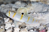 「ニチリンダテハゼ(Randall's prawn-goby)」のサムネイル画像