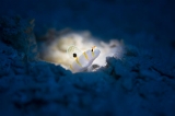 「ニチリンダテハゼ(Randall's prawn-goby)」のサムネイル画像