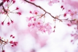 「ヨコハマヒザクラ(横浜緋桜)」のサムネイル画像