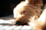 「ヨークシャー・テリア(Yorkshire Terrier)」のサムネイル画像