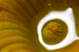 「アトランティックジャイアントかぼちゃ(Atlantic Giant Pumpkin)」のサムネイル画像