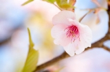 「カンザクラ(寒桜,アタミザクラ,熱海桜)」のサムネイル画像