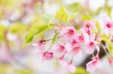 「カワヅザクラ(河津桜)」のサムネイル画像