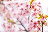 「カワヅザクラ(河津桜)」のサムネイル画像