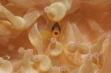 「クマノミ(Anemonefish)」のサムネイル画像