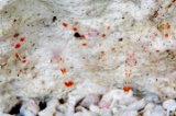 「バイオレットボクサーシュリンプ(Blue boxer shrimp)」のサムネイル画像