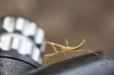 「カマキリ」のサムネイル画像