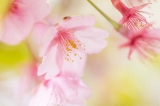 「カワヅザクラ(河津桜)」のサムネイル画像
