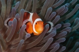 「カクレクマノミ(Western Clown Anemonefish)」のサムネイル画像