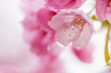 「カワヅザクラ(河津桜)」のサムネイル画像