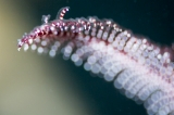 「ウミシダの仲間(sea feather)」のサムネイル画像