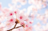 「カンザクラ(寒桜,アタミザクラ,熱海桜)」のサムネイル画像