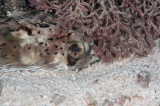「ハリセンボン(Balloonfish)」のサムネイル画像