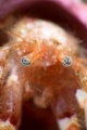 「ヤドカリの仲間」のサムネイル画像