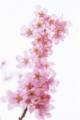 「ヨウコウザクラ(陽光桜)」のサムネイル画像