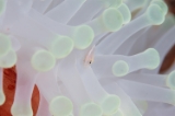 「ハナビラクマノミ(Pink Anemonefish)」のサムネイル画像